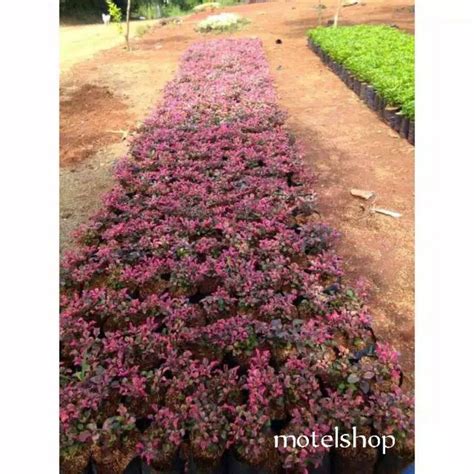 tanaman hias kerokot merah - Shop - balustradellc