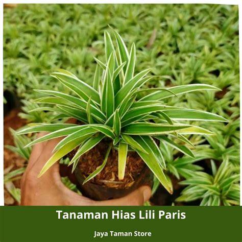 tanaman hias lili paris - pohon lili paris - tanaman murah - raincitystudios.com
