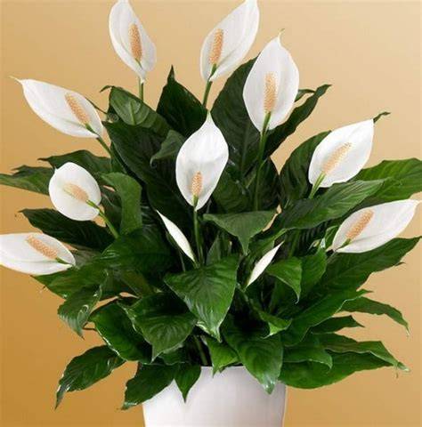 Tanaman Hias Peace Lily Spathiphyllum Peyerap Racun - raincitystudios.com