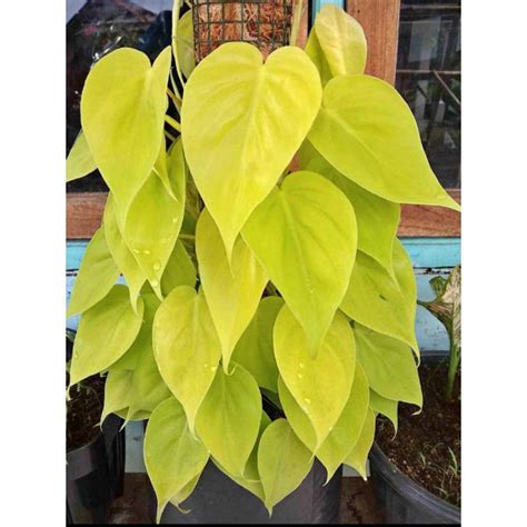 tanaman hias sirih gading lemon Love - Shop - balustradellc