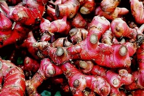 Tanaman Jahe Merah - muktibox.com