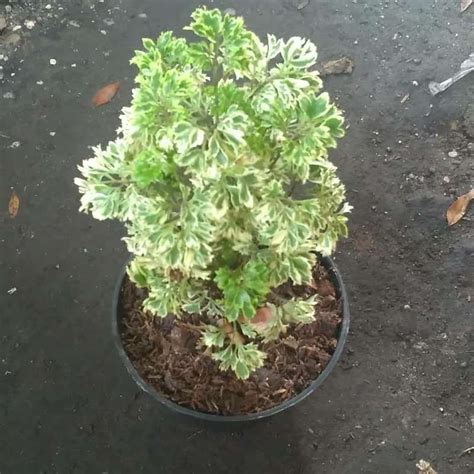 Tanaman Kedondong Laut - balustradellc