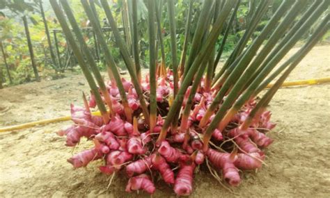 Tanaman Lengkuas Merah dan Cara Merawatnya - De Orchids - balustradellc