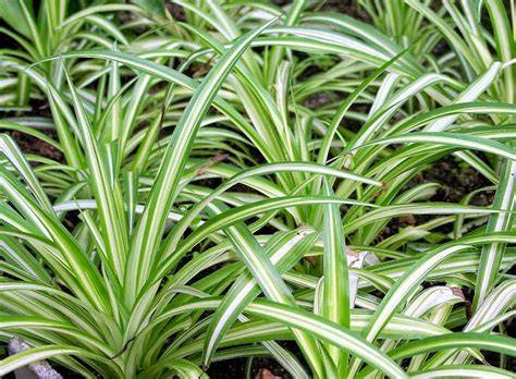 Tanaman Lili Paris (Clorophytum comosum) - raincitystudios.com