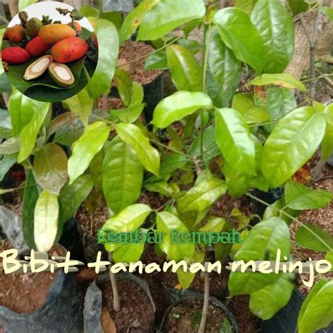 Tanaman Melinjo Siap Tanam - Agro Bibit ID - raincitystudios.com