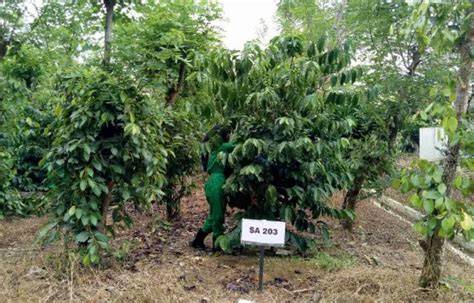 Tanaman Pelindung Kopi Robusta - raincitystudios.com