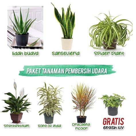 tanaman pembersih udara - tanaman hias peace lily - Shopee Indonesia - raincitystudios.com