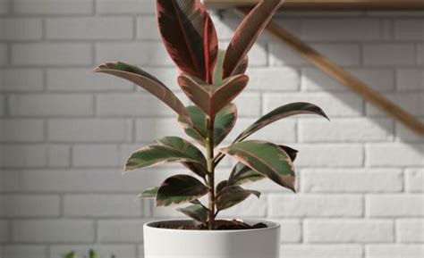 Tanaman Penahan Longsor - balustradellc