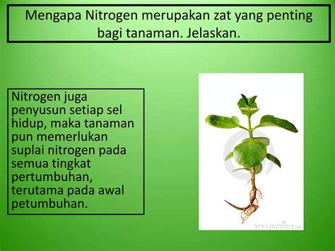 Tanaman Penguat Nitrogen - Apa yang Mereka Lakukan - raincitystudios.com