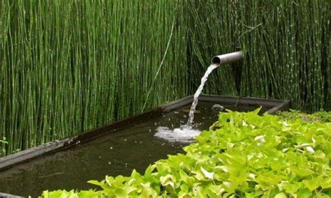 Tanaman Penjernih Air Kolam Ikan Archives - Produsen Tangki Air #1 - balustradellc