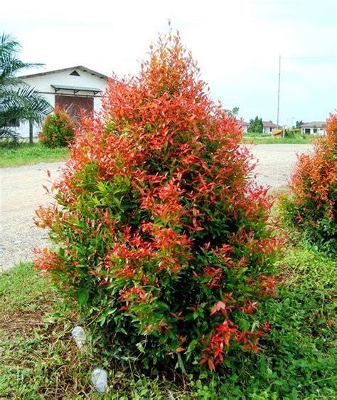 Tanaman Pucuk Merah Indonesia - OLX Cara Tepat Jual Cepat - raincitystudios.com