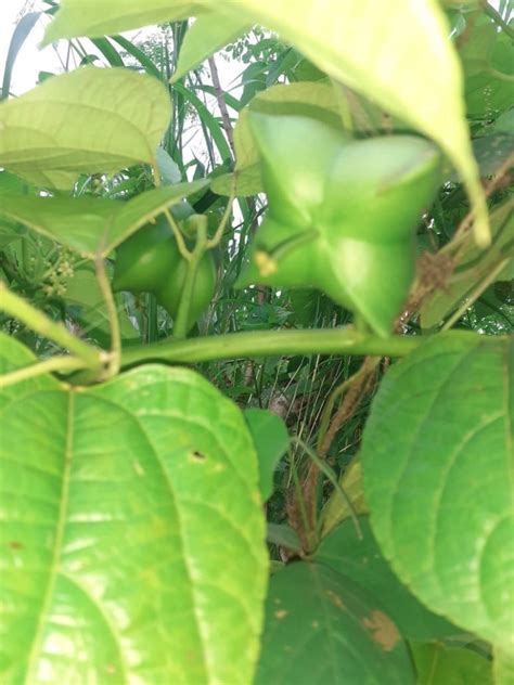 Tanaman Sacha Inchi - balustradellc