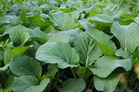 Tanaman Sawi - muktibox.com