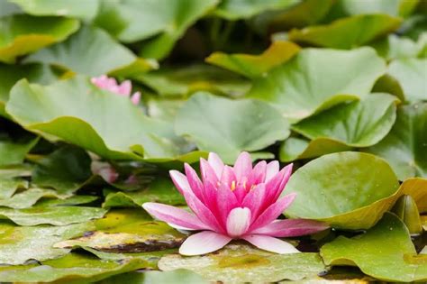 Tanaman Teratai: Simbol Spiritualitas dan Pencerahan - balustradellc