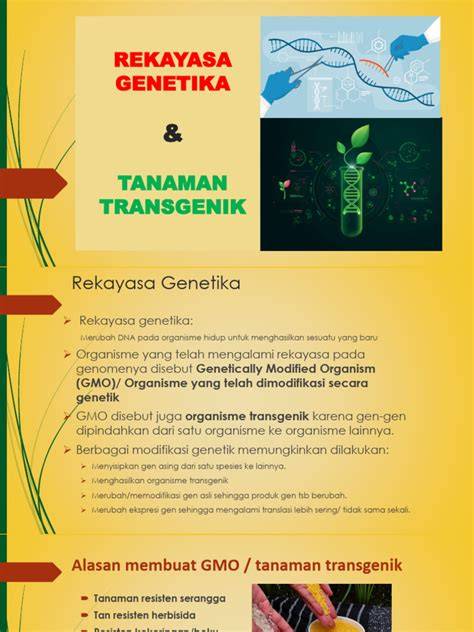 Tanaman transgenik - Wikipedia bahasa Indonesia, … - raincitystudios.com