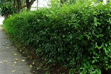 Tanaman Untuk Pagar - balustradellc