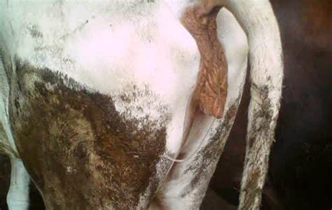 Tanda Sapi Birahi - balustradellc