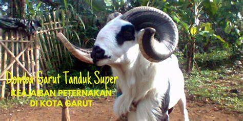 Tanduk gede ton | Nang Iluh - raincitystudios.com