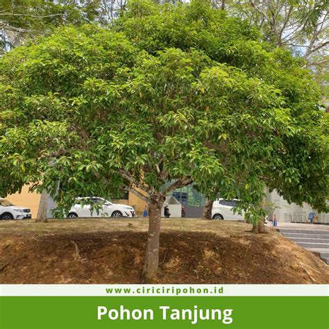 Tanjung (pohon) - Wikipedia bahasa Indonesia, ensiklopedia bebas - raincitystudios.com