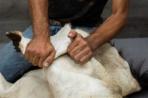 tanning a hide - HuntingNet.com Forums - wintechmobiles.com