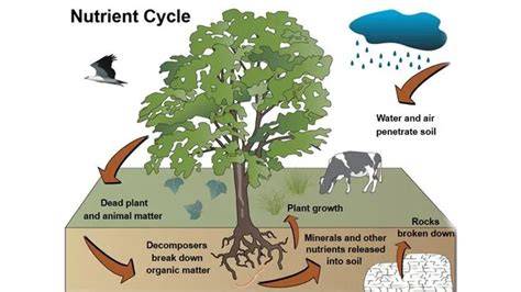 Tansley Review No. 50. Nutrient Cycling in Forests - JSTOR - raincitystudios.com