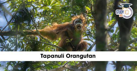 Tapanuli Orangutan - Orangutan Conservancy - raincitystudios.com