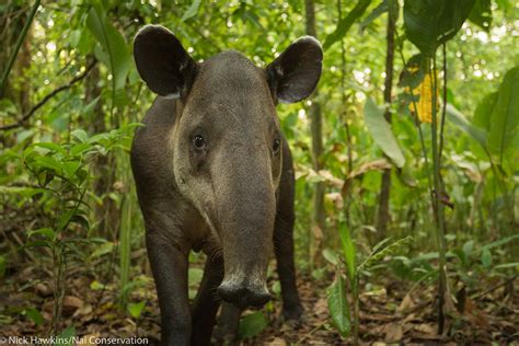 Tapir Baird - muktibox.com