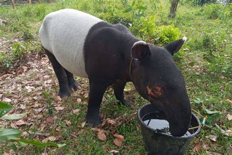 Tapir Sumatra Muncul di Permukiman Warga Labura - raincitystudios.com