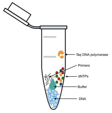 Taq Polymerase Pcr - muktibox.com