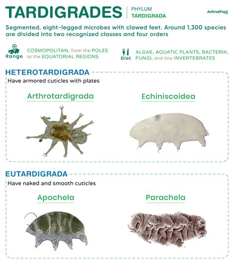 Tardigrada, Sang "Water Bear" yang Tangguh, Ternyata Punya … - muktibox.com