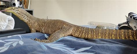 Target Training for Monitor Lizards : r/MonitorLizards - balustradellc