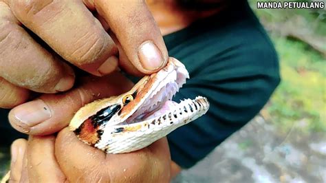 Taring Ular - balustradellc