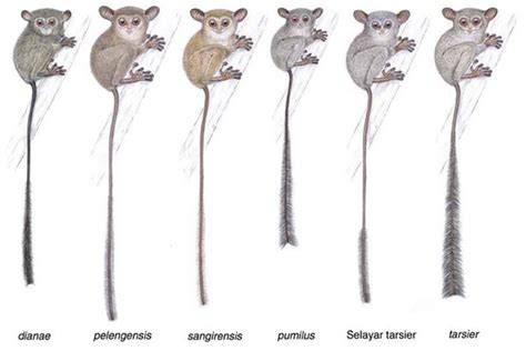 Tarsius Dari Mana - raincitystudios.com
