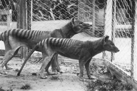 Tasmanian Tiger | IFAK POUCHES - balustradellc