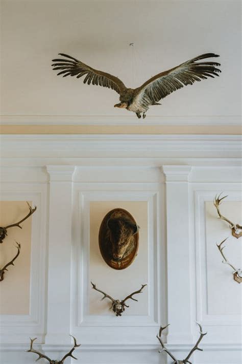 Tasteful Taxidermy Interior Design - balustradellc
