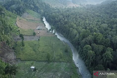 Tata Batas Area Rehabilitasi Hutan Asisten - Bhumi Pasa Hijau - raincitystudios.com