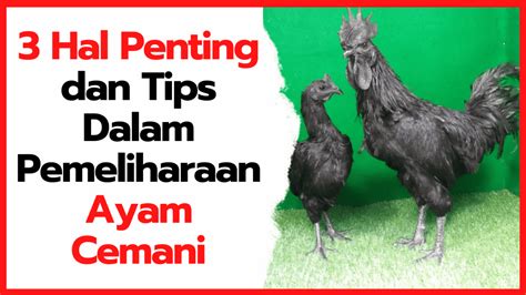 Tata Cara Pemeliharaan Ayam Cemani - balustradellc