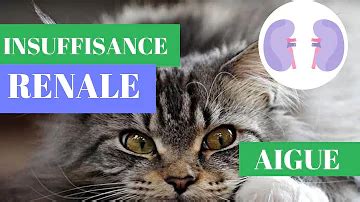 Taux ALT élevé chez le chat - Médecine vétérinaire - Doctissimo - balustradellc