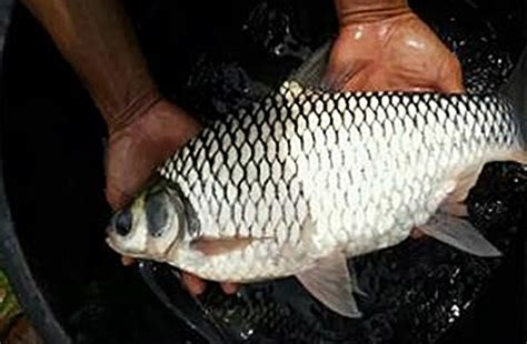 Tawes Ikan - balustradellc