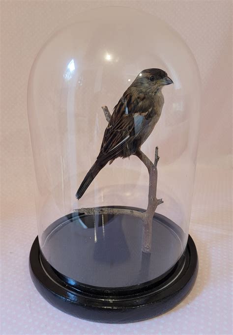 Taxidermy at home – FAQs - My Life On The Land - balustradellc