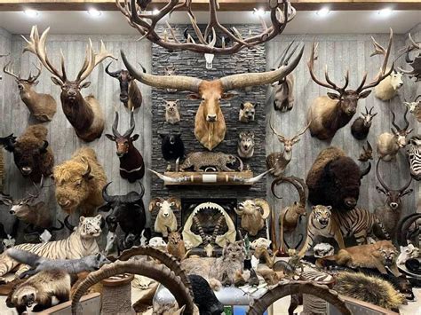 Taxidermy in your home decoration | Masai Gallery - balustradellc