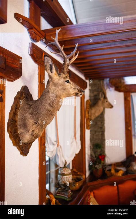 Taxidermy Rustic Decor - Woodland Creek's Log … - balustradellc