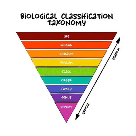 Taxonomic rank - muktibox.com
