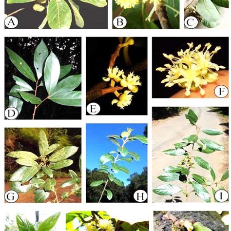 TAXONOMY AND DISTRIBUTION OF GENUS LITSEA LAM