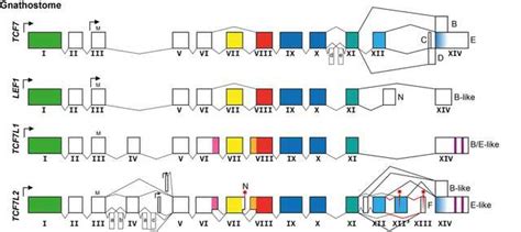 TCF/LEF family - Wikipedia