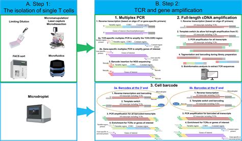 TCR-Seq can be used to