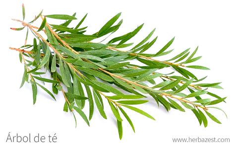 Te | Spanish to English Translation - balustradellc