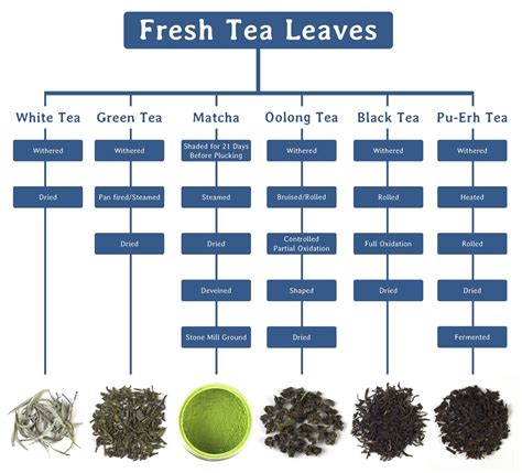 Tea Harvesting and Processing Techniques and Its … - balustradellc