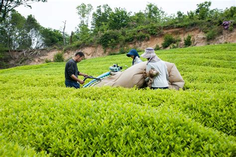 Tea picking methods and related equipment - The Tea Crane - balustradellc