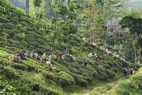 Tea Plantations – 7 Places to Visit in India - balustradellc